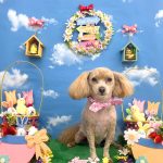 マルプー　海ちゃん　シルクパック