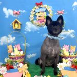 ポメラニアン　銀乃介くん