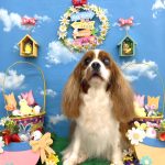 キャバリア　クレアちゃん