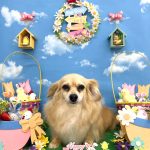 チワックス　くるみちゃん