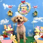 トイプードル　トトちゃん