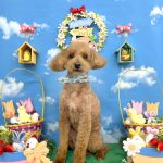 トイプードル　アンディーくん