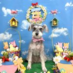 ミニュチュアシュナウザー　ジーナちゃん