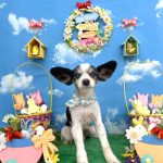 パピヨン　イブくん