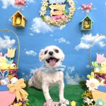 マルチーズ　シロくん