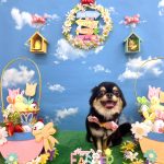 チワワ　潮音（シオン）ちゃん