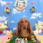 ダックスフンド　麦くん