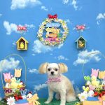 チワプー　くるみちゃん