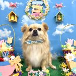 チワワ　あずきくん