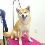 柴犬　happyくん