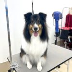 シェルテイー　和三盆ちゃん