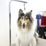 ラフコリー　金平糖ちゃん