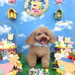 トイプードル　ぽんたくん　泥パック