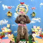 シュナプー　茶々ちゃん