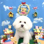 ビションフリーゼ　ラデュレくん