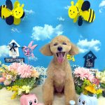 トイプードル　りなこちゃん