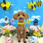 マルプー　てんくん