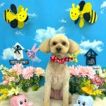 トイプードル　モコちゃん