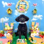 トイプードル　とわくん