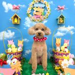 トイプードル　くなちゃん