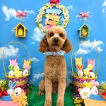 トイプードル　ソースケくん