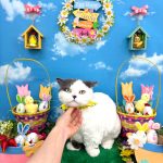 ねこ　ミヌエット　アムーくん