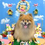 ポメラニアン　コロンちゃん