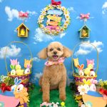 トイプードル　ププちゃん