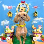 プードルｘシーズー　ぽちくん