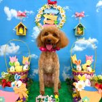 トイプードル　モコちゃん