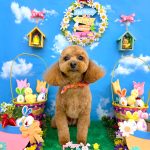 トイプードル　ラティちゃん