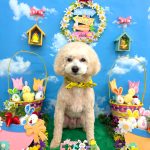 トイプードル　バニラくん