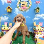 トイプードル　ロピくん