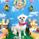 マルチーズ　おもちちゃん