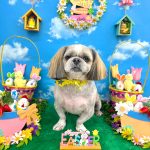 シーズー　クーくん