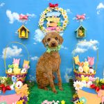 トイプードル　アンディーくん