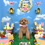 トイプードル　絆愛音(りあん)ちゃん