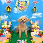 トイプードル　COCOちゃん