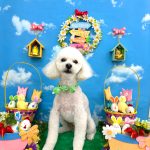 トイプードル　くぅくん