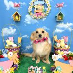 チワックス　みくちゃん　シルクパック