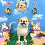 チワワ　まおくん　シルクパック