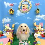 カニンヘンダックス　くうちゃん　シルクパック