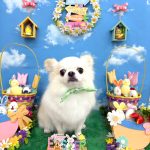 チワワ　おもちくん