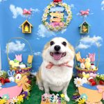 コーギーｘチワワ　もねちゃん　シルクパック