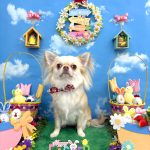 チワワ　のんちゃん　シルクパック