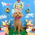 トイプードル　ももちゃん