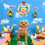 マルプー　モカちゃん