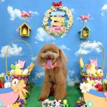 タイニープードル　ちくわくん　炭酸泉入浴　ハーブパック