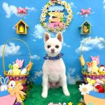 ポメラニアン　こまめくん