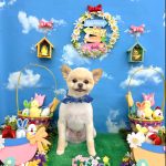 ポメラニアン　豆継くん